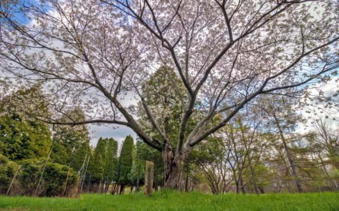 Niagara Falls Cherry Blossoms in the Botanical Garden :: I've Been Bit! Travel Blog