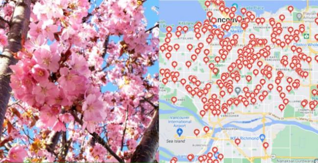 温哥华获评今年全球最佳赏樱地 开花日期
