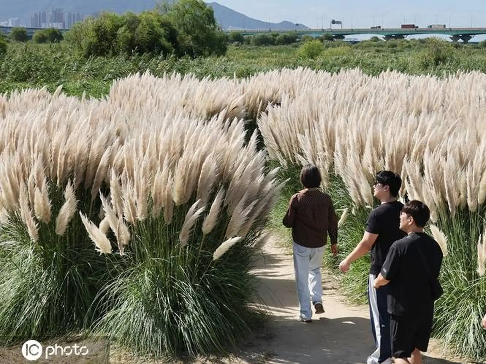 韩国釜山蒲苇花盛开 游客花海打卡留念