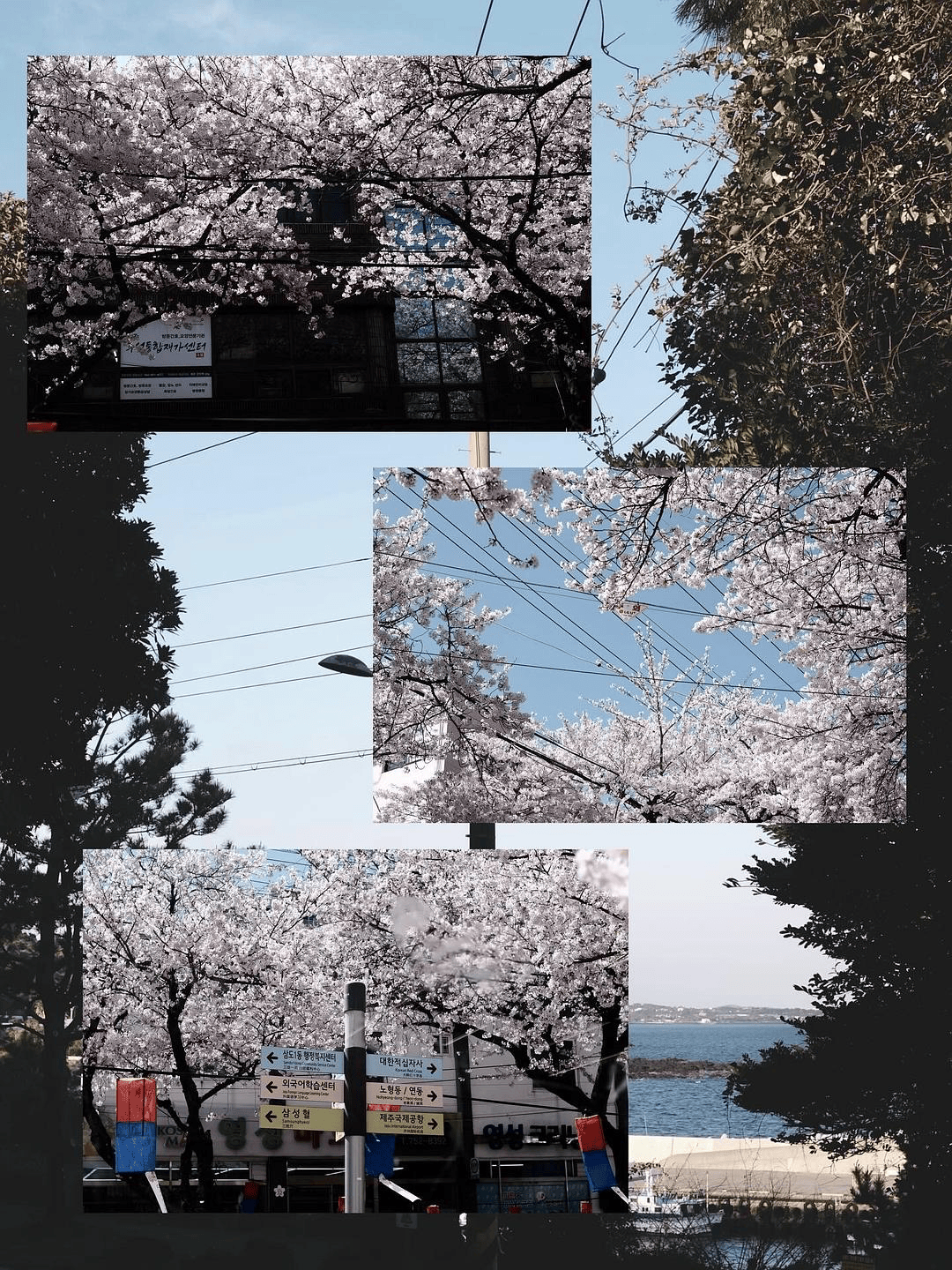 一个人去济州岛看樱花 大成功