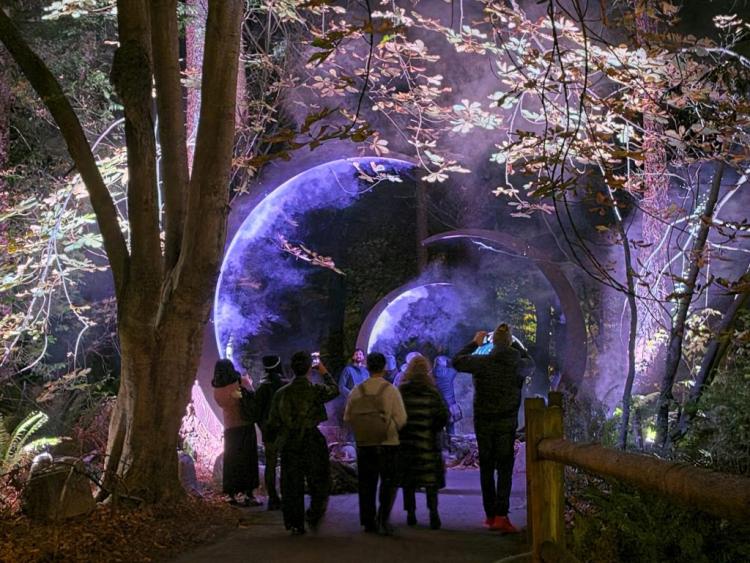温哥华史丹利公园光影秀梦幻登场 沉浸式体验（配图3）