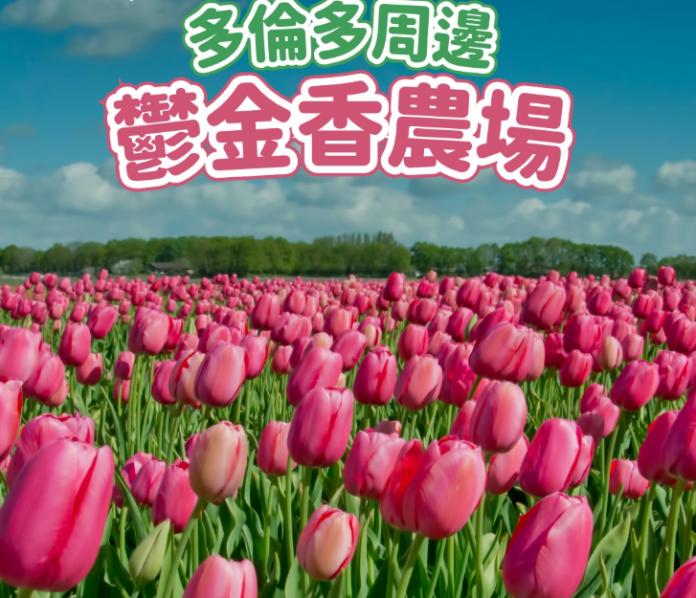 多伦多周边6大郁金香农场推荐 车程2小时内