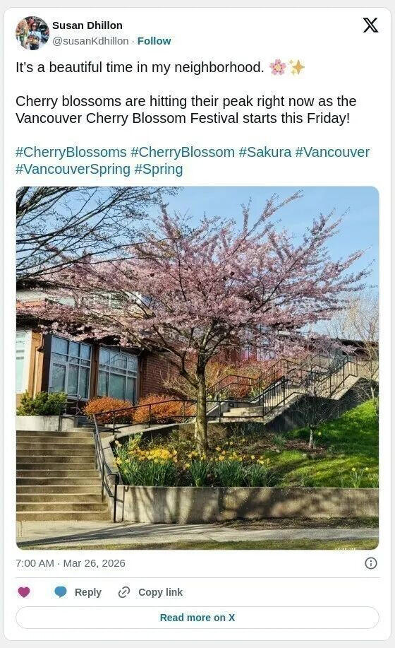 樱花季开启 大温春日美景最佳打卡地全名单出炉