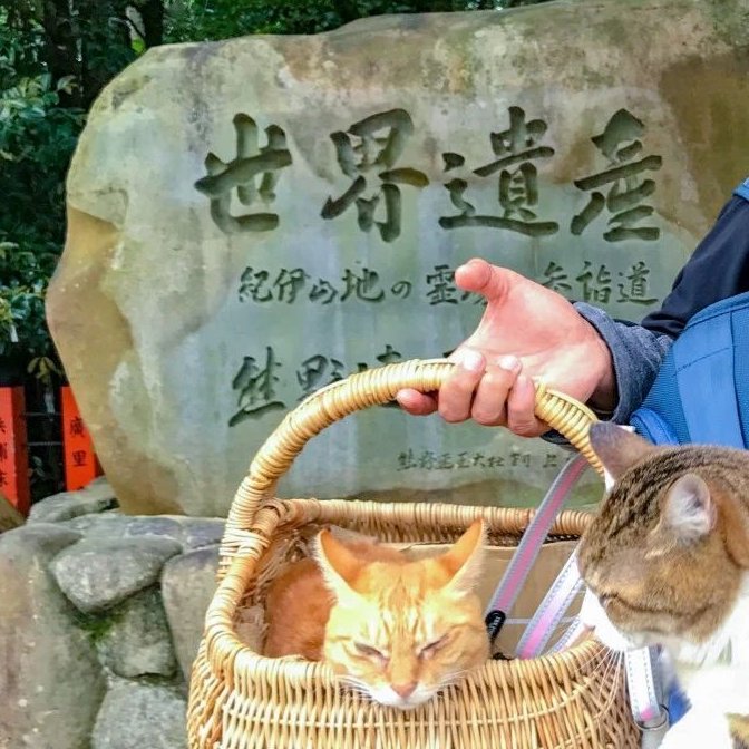 这对日本夫妇带着两只猫旅行 美照惊艳了网友（配图6）