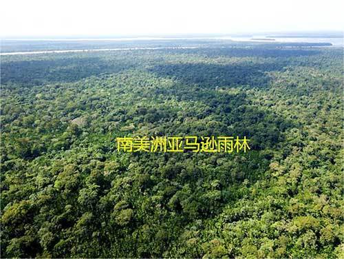 世界十大森林 森林景色迷人被誉为“地球之肺”