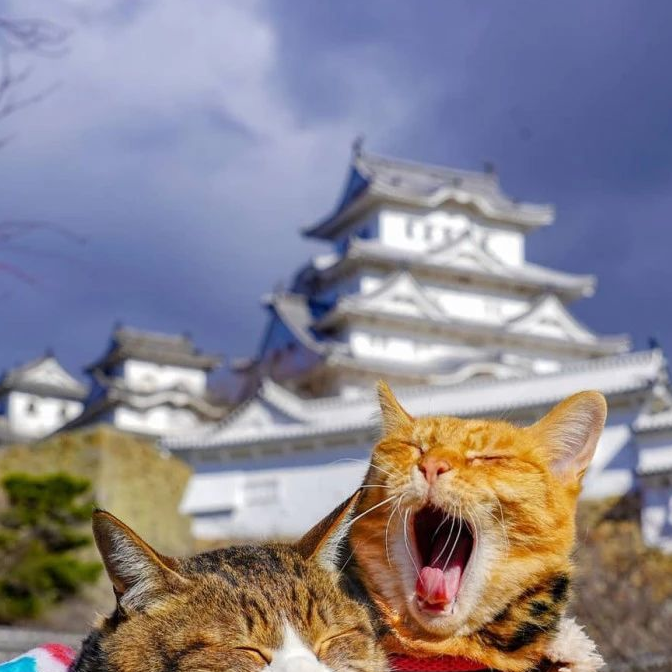 这对日本夫妇带着两只猫旅行 美照惊艳了网友
