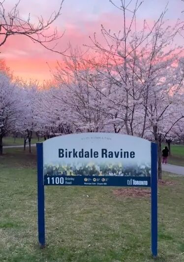 樱花季来了！多伦多最佳赏樱时间+隐藏地点清单