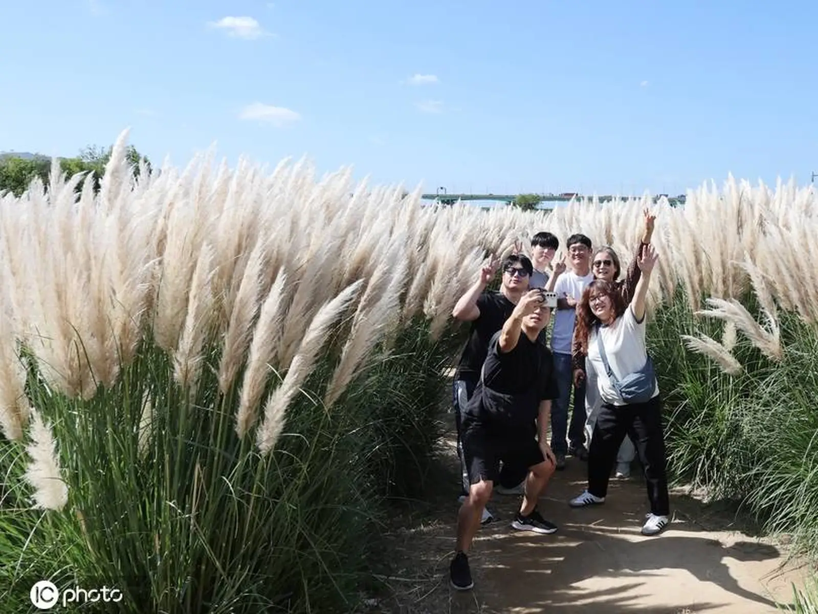 韩国釜山蒲苇花盛开 游客花海打卡留念
