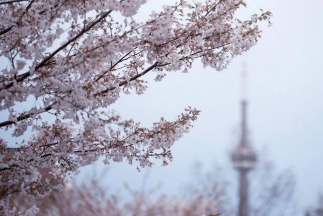 春天将至 多伦多5处浪漫赏樱之选