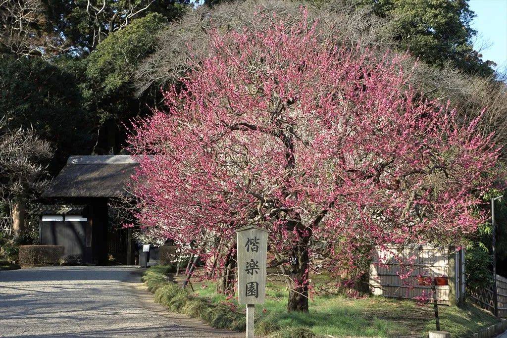 日本这座赏梅名园 全是中国元素