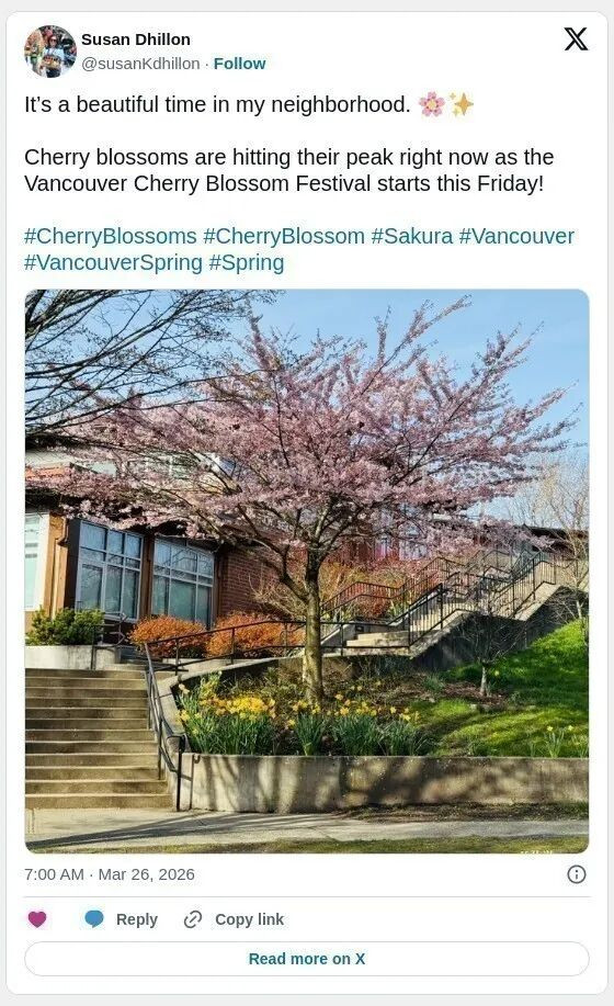 樱花季开启 大温春日美景最佳打卡地全名单出炉
