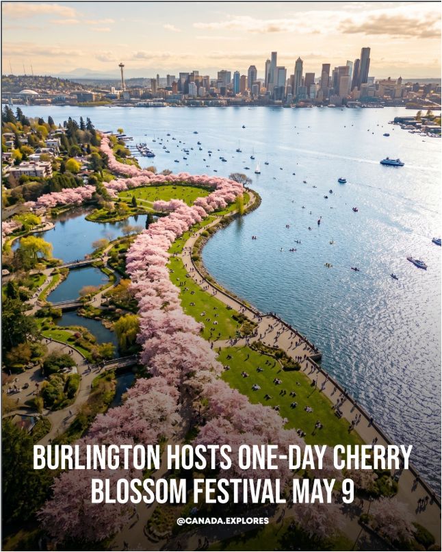 Burlington樱花已经满开 想拍照的这几天赶紧去