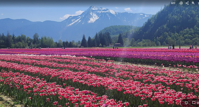 大温四大郁金香节争奇斗艳 繁花如锦美不胜收