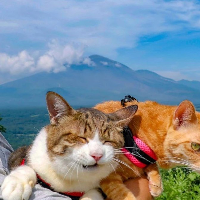 这对日本夫妇带着两只猫旅行 美照惊艳了网友（配图3）
