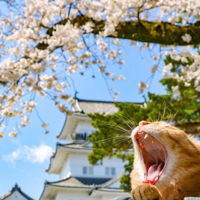 这对日本夫妇带着两只猫旅行 美照惊艳了网友（配图8）