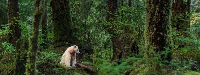 卑诗人间秘境 获评2026年全球七大自然奇观