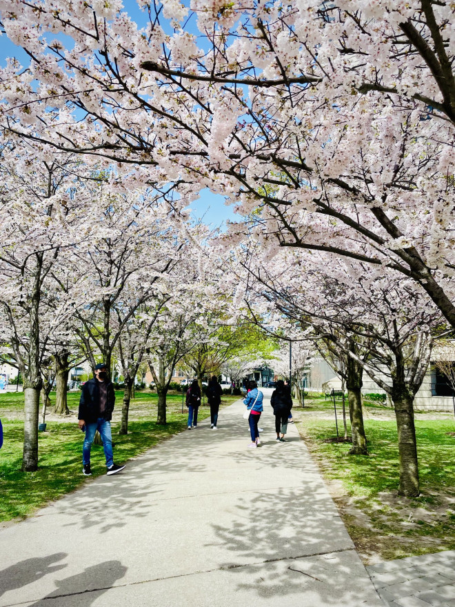 一年只美7天！加拿大这省最全赏樱打卡地