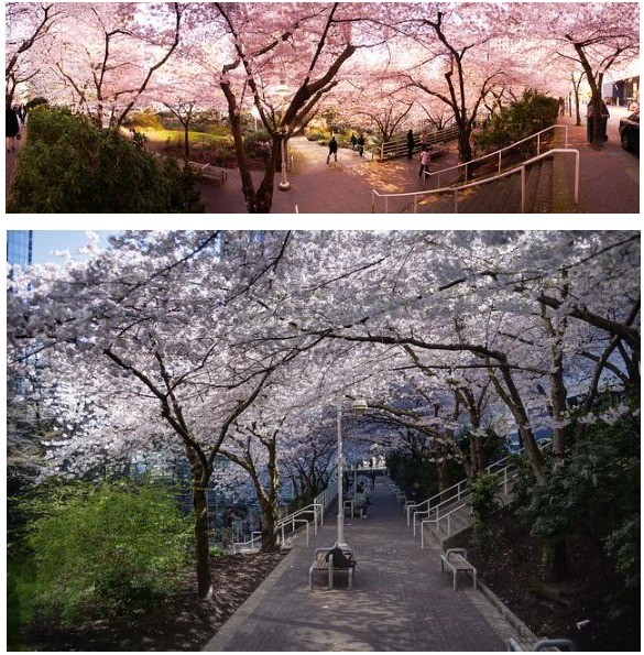 樱花春日美景 大温地区8个最佳拍摄点