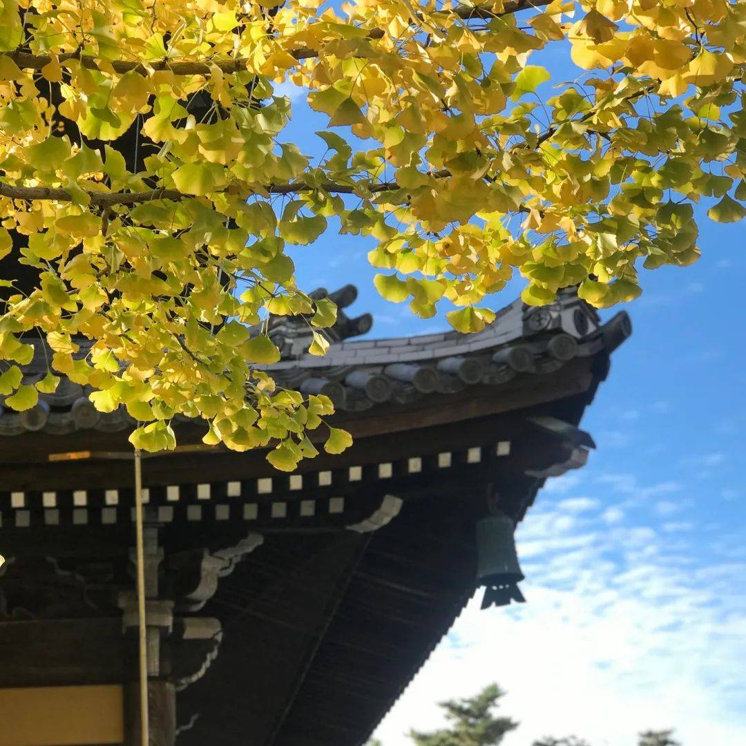 日本比你想象的更美 看那红叶漫山遍野