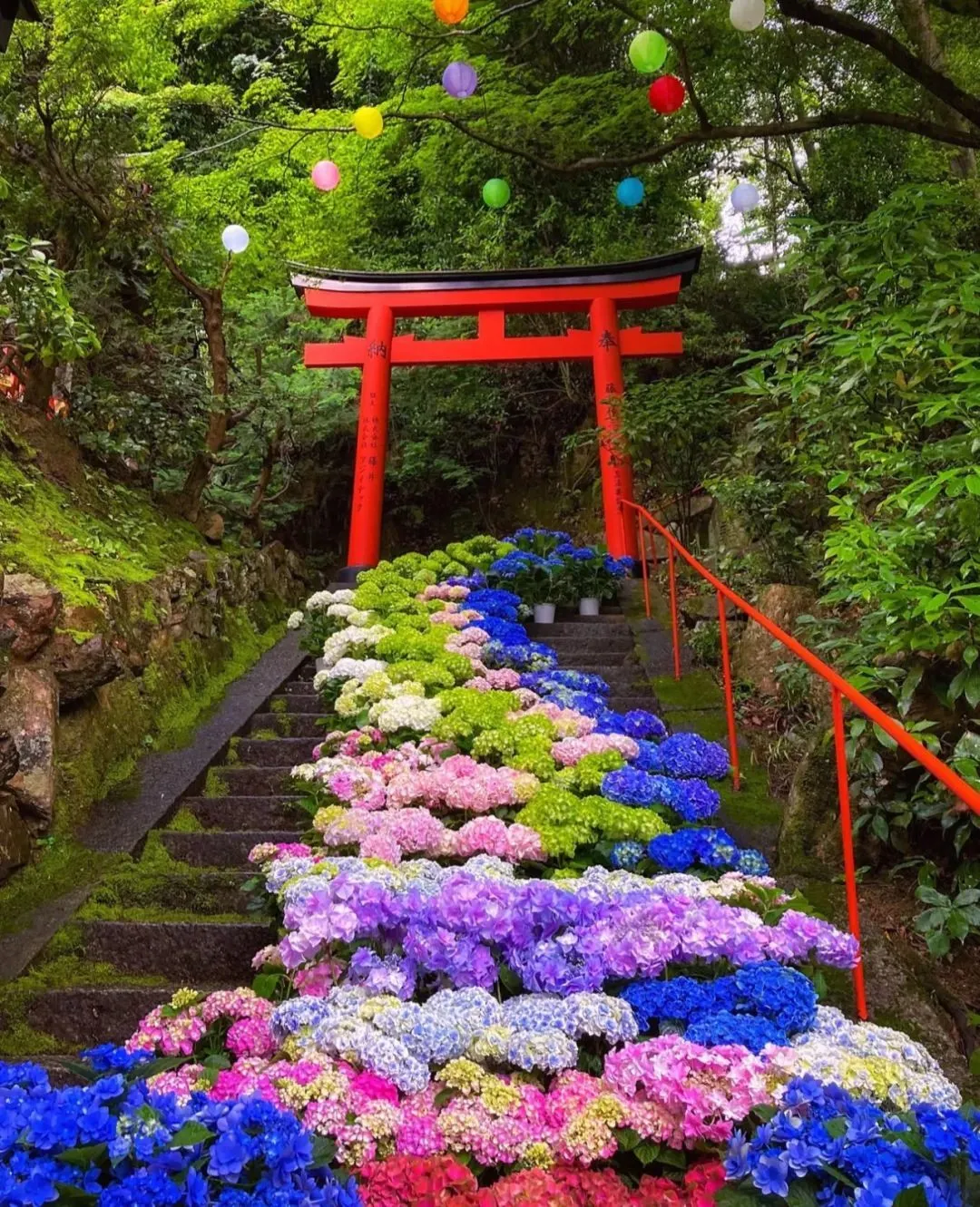 镰仓的初夏属于紫阳花 6月的浪漫都藏在细雨里