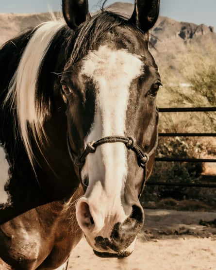 a horse