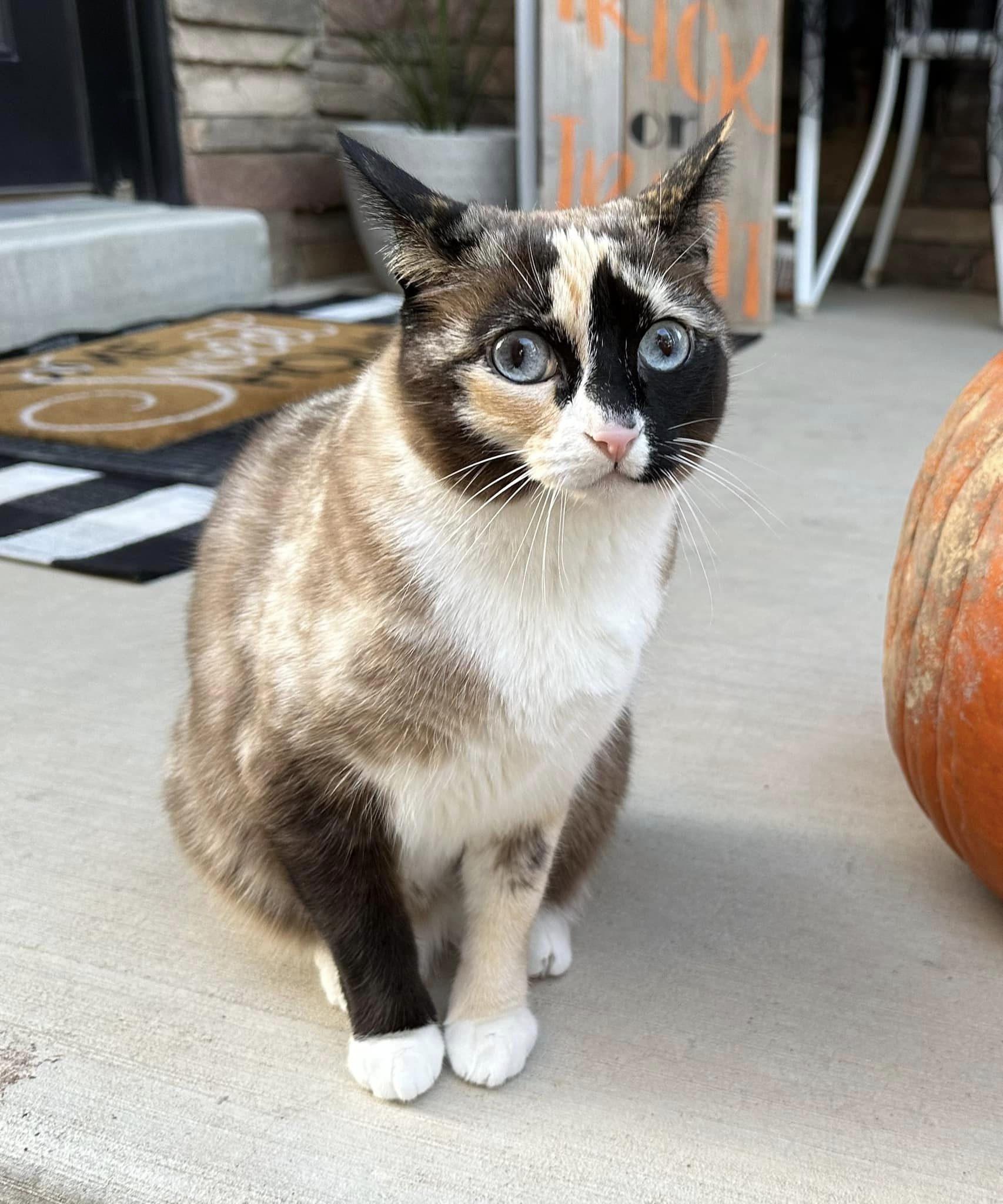 失踪的猫在亚马逊仓库中被装在退货箱中运送后被发现