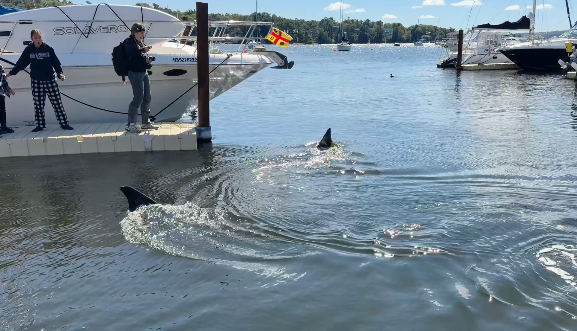 罕见30英尺大鲨出现在新斯科舍，惊艳多伦多华人社区（配图1）