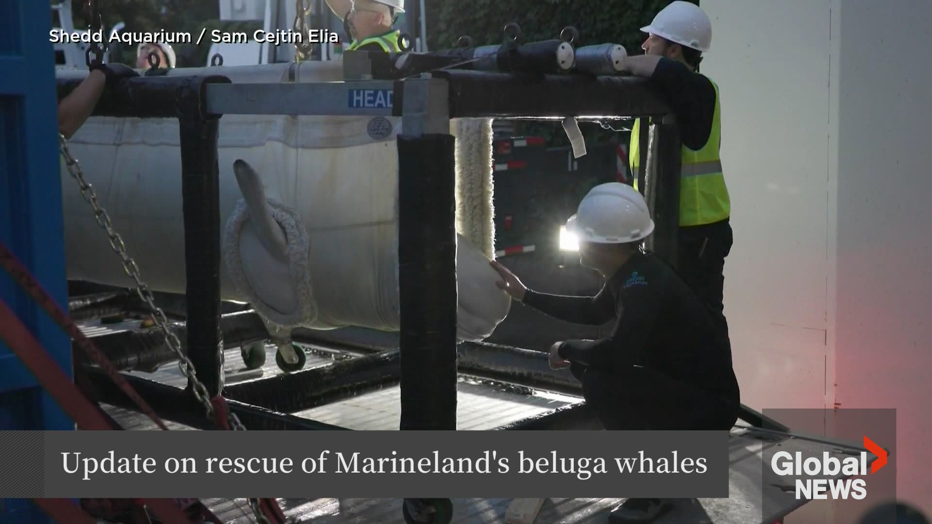 昔日Marineland白鲸“皮卡丘”转移美国后逝世 近况引关注