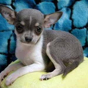 吉娃娃舔人会感染“败血症”？同床也可能传染？